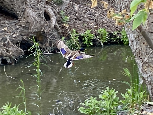 iNaturalist observation photo of Mallard