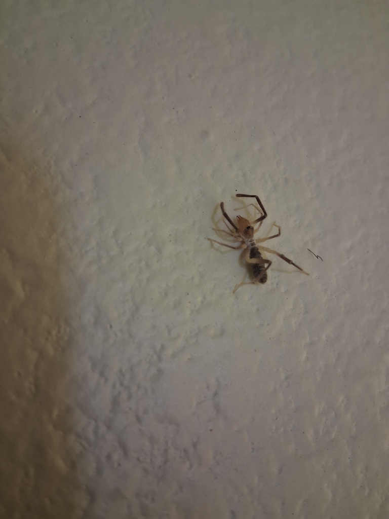 Eremochelis bilobatus