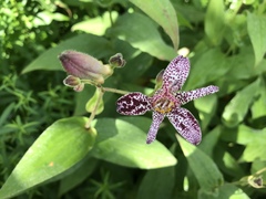 Tricyrtis