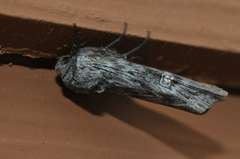 Lithomoia germana