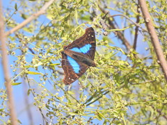 Doxocopa laurentia laurentia