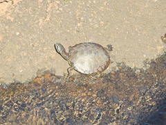 Phrynops williamsi