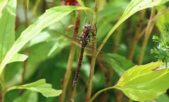 Aeshna umbrosa umbrosa