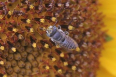 Eutricharaea