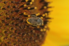 Eutricharaea