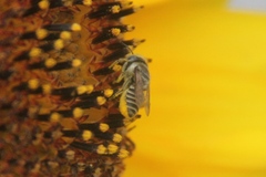 Eutricharaea