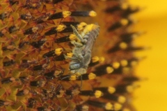 Eutricharaea