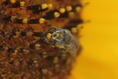 Eutricharaea