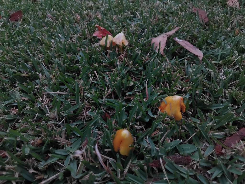 Hygrocybe acutoconica konradii