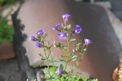 Chaenorhinum origanifolium