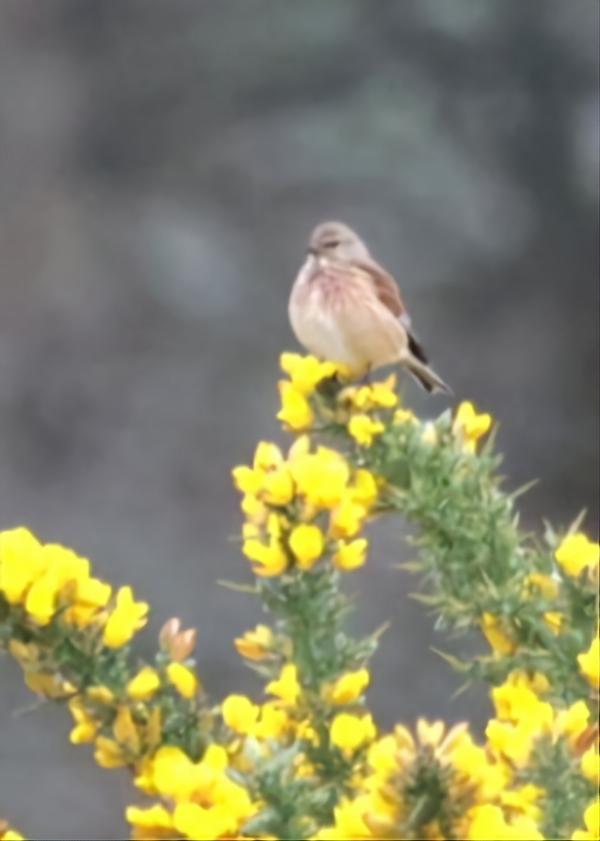Common Linnet