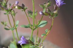 Chaenorhinum origanifolium