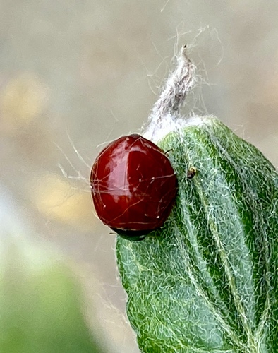 iNaturalist observation photo of Spotless Lady Beetle