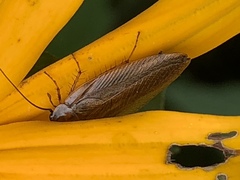 Ectobius lapponicus