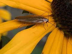 Ectobius lapponicus