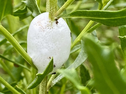 iNaturalist observation photo of Spittlebugs and Froghoppers