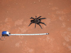 Acanthoscurria