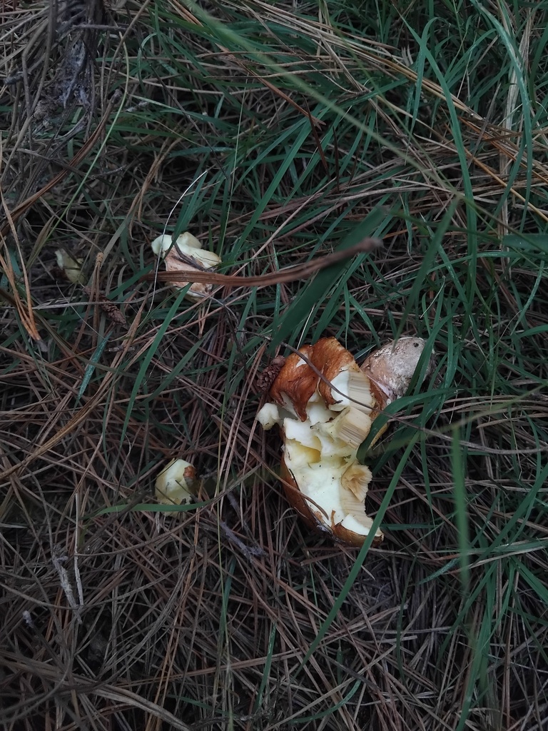 Suillus luteus · April 2025 · photo: © sofiazed1 (iNaturalist, cc-by)