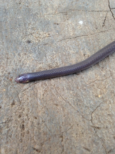 Geophis hoffmanni