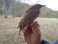 Turdus assimilis