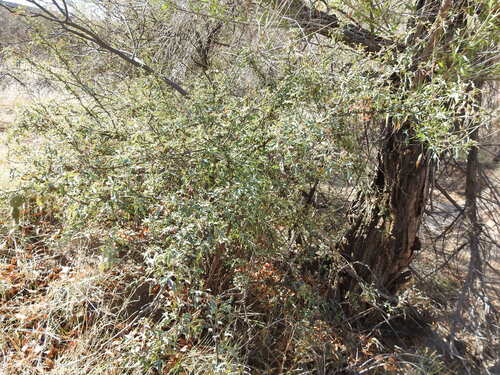 Image of Berberis haematocarpa by (c) Rachel Stringham, some rights reserved (CC BY)