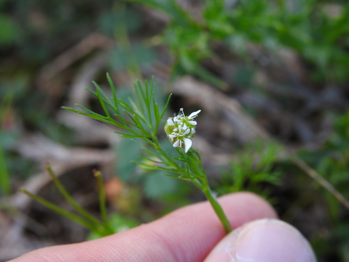 Southern shepherd's-needle (Scandix australis)