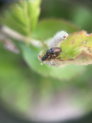 Brown Leaf Weevil, Gelderland, NL, photo 7 of 10