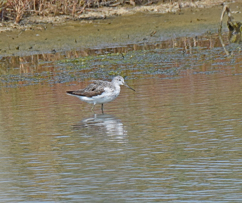 Archibebe claro (Tringa nebularia)