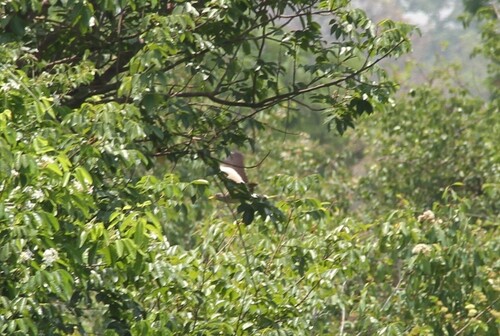 Wattled Lapwing