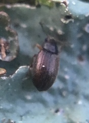 Corticarina minuta