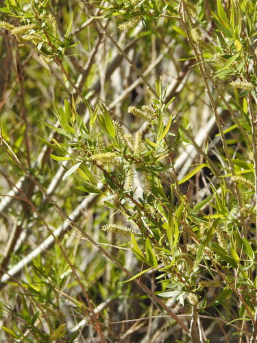 Image of Salix gooddingii by (c) Rachel Stringham, some rights reserved (CC BY)