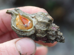 Scabrotrophon stuarti