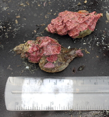 Scabrotrophon stuarti