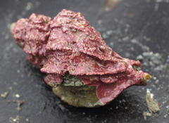 Scabrotrophon stuarti