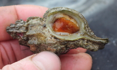 Scabrotrophon stuarti