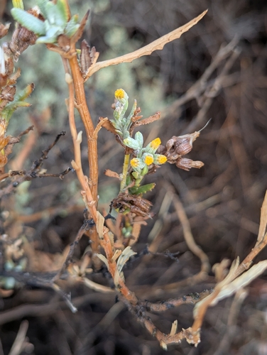 inland shrubby groundsel (Senecio lanibracteus)