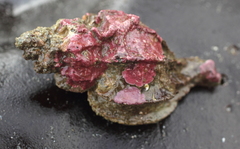 Scabrotrophon stuarti