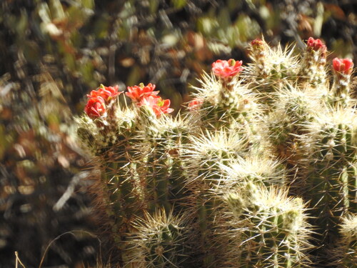 Image of Echinocereus yavapaiensis by (c) Rachel Stringham, some rights reserved (CC BY)