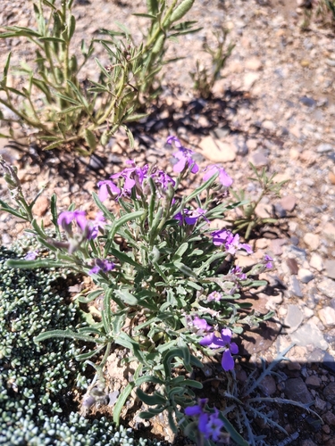 Matthiola lunata