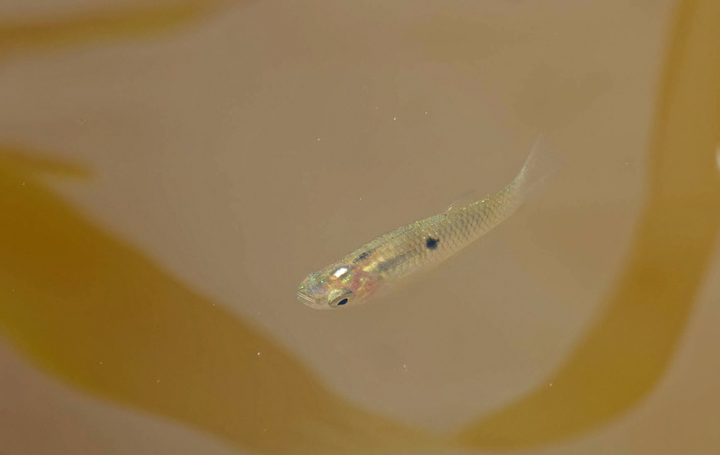 Eye spot toothcarp (Poecilia vivipara) — Poeciliidae