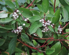 Cornus sericea occidentalis