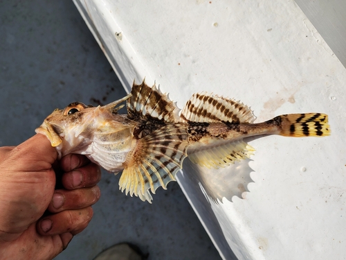 Longhorn sculpin (Myoxocephalus octodecemspinosus) — Cottidae — 3