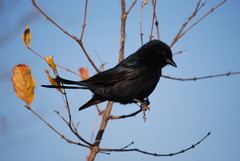 Dicrurus adsimilis fugax