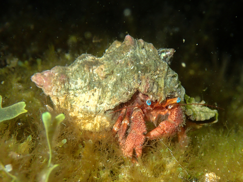 Paguristes eremita (Linnaeus, 1767)