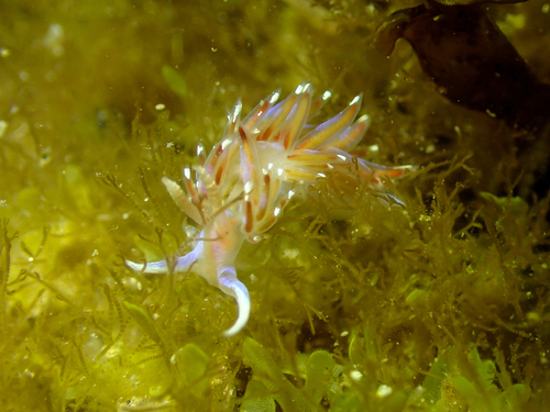 Facelina auriculata