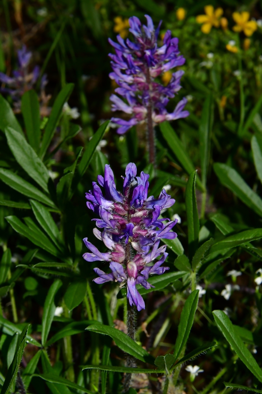 Pediomelum subacaule