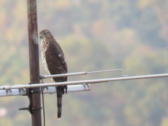 Accipiter cooperii