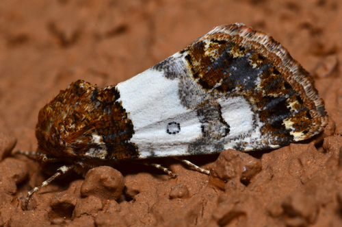 Schinia albafascia Smith, 1883