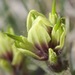 Western Indian Paintbrush - Photo (c) Nathan Taylor, some rights reserved (CC BY-NC), uploaded by Nathan Taylor