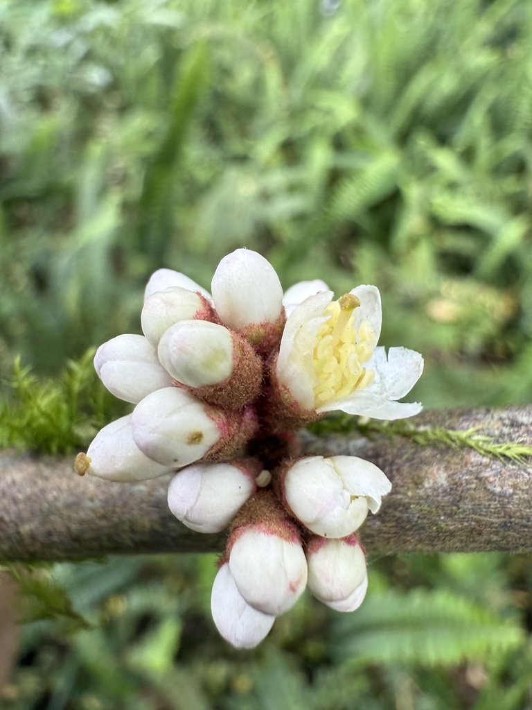 Symplocos koshunensis